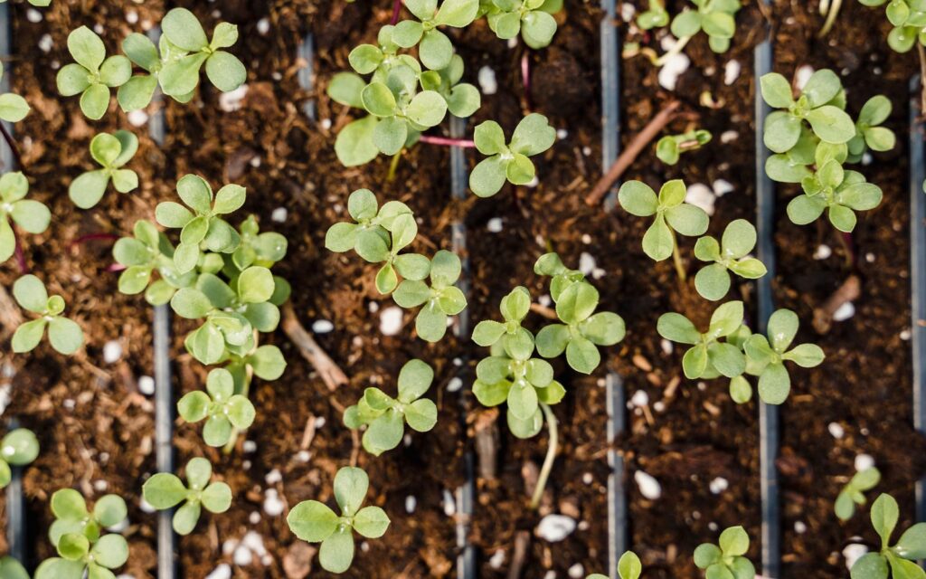 Seedlings growing in small pots