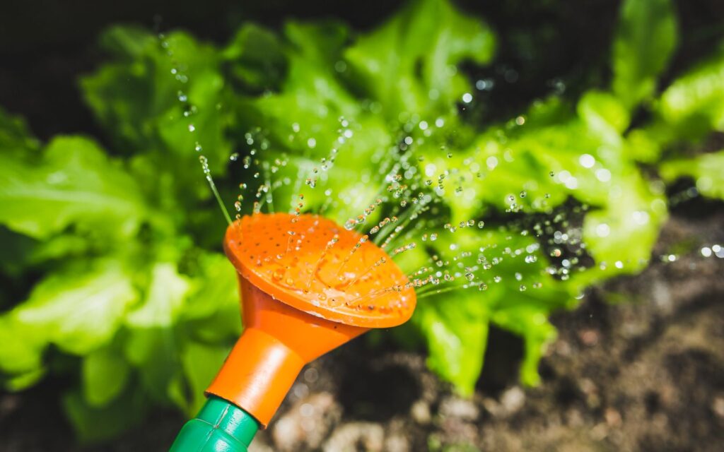 Watering plants with a watering can