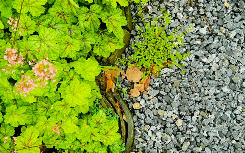 Gravel path edged with green planting