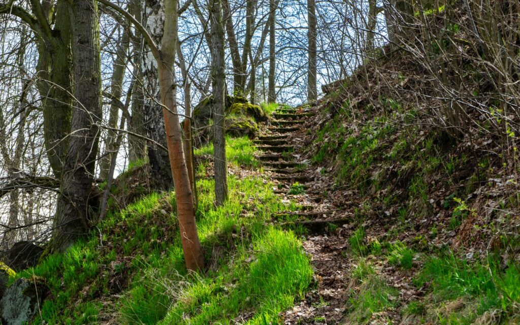 Soft woodland path through trees