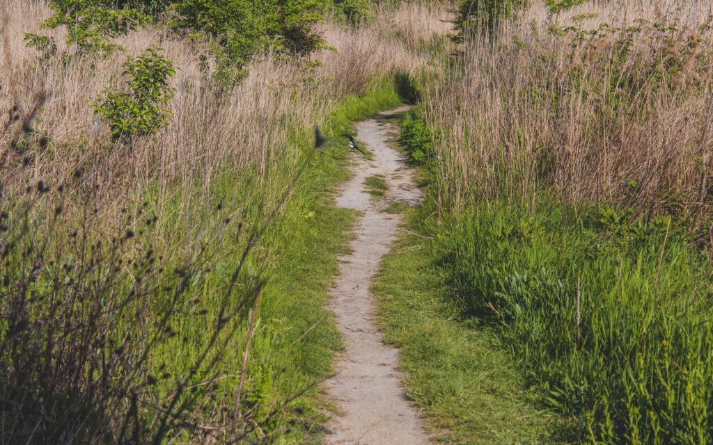 Mown path through a grass field