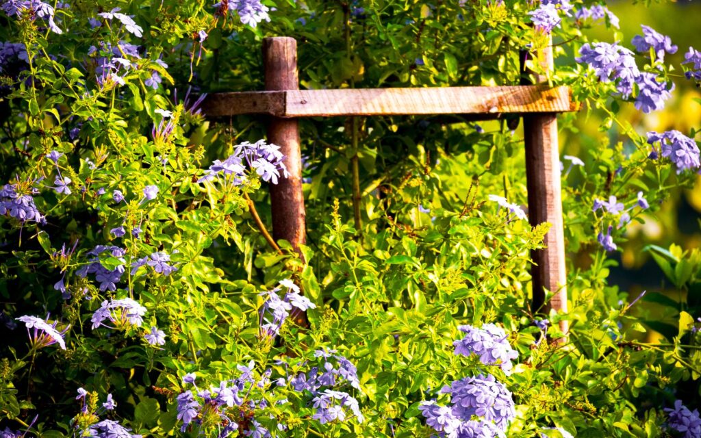 Purple wisteria climbing a wooden trellis