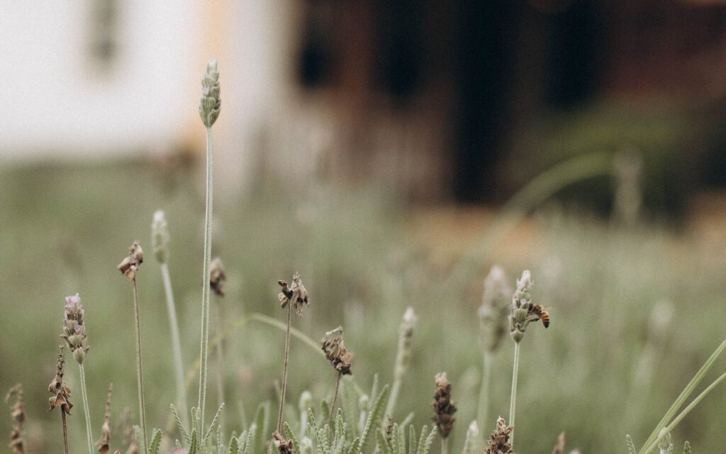 Lavender in front of a rustic cottage
