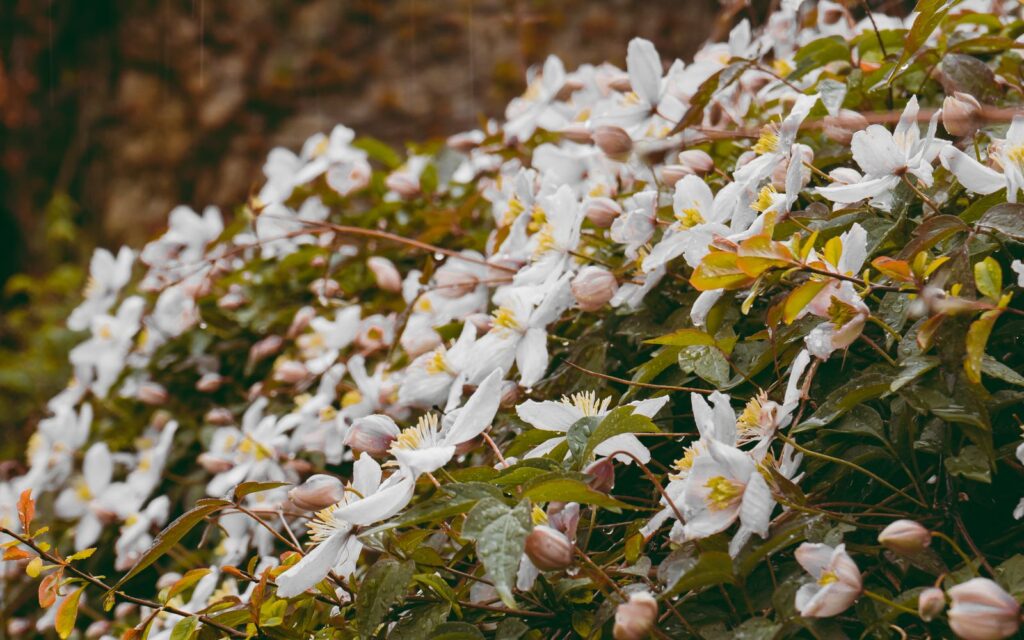 Clematis climbing in a rustic garden