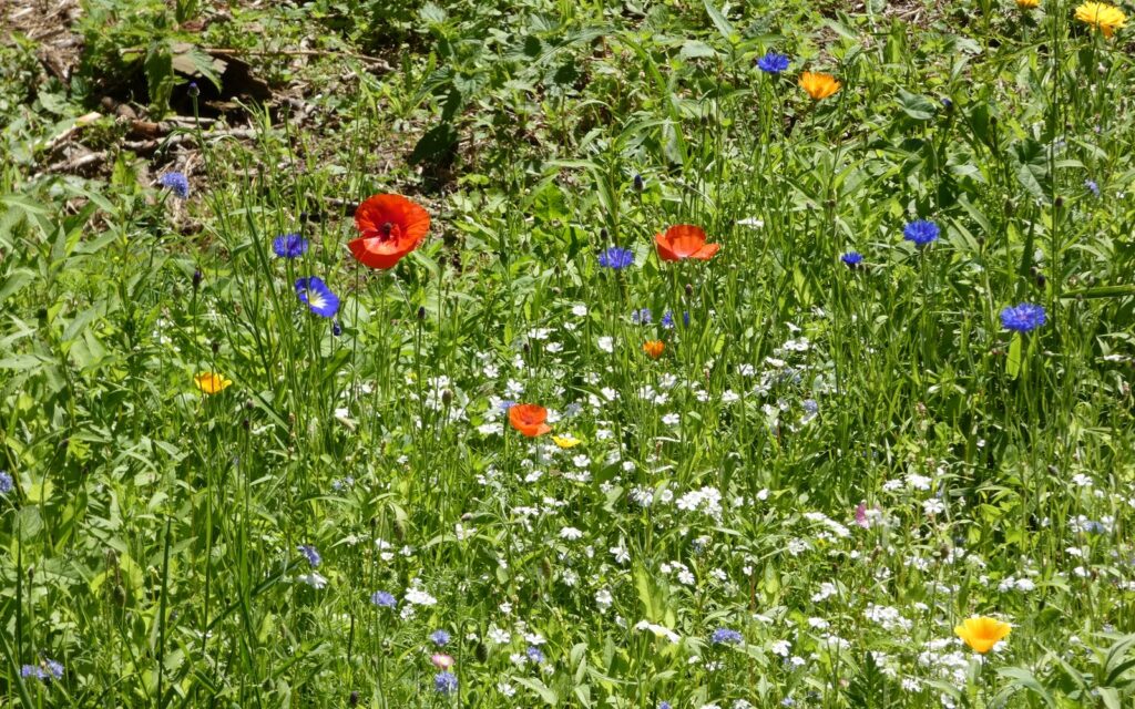 Wildflowers in an English meadow