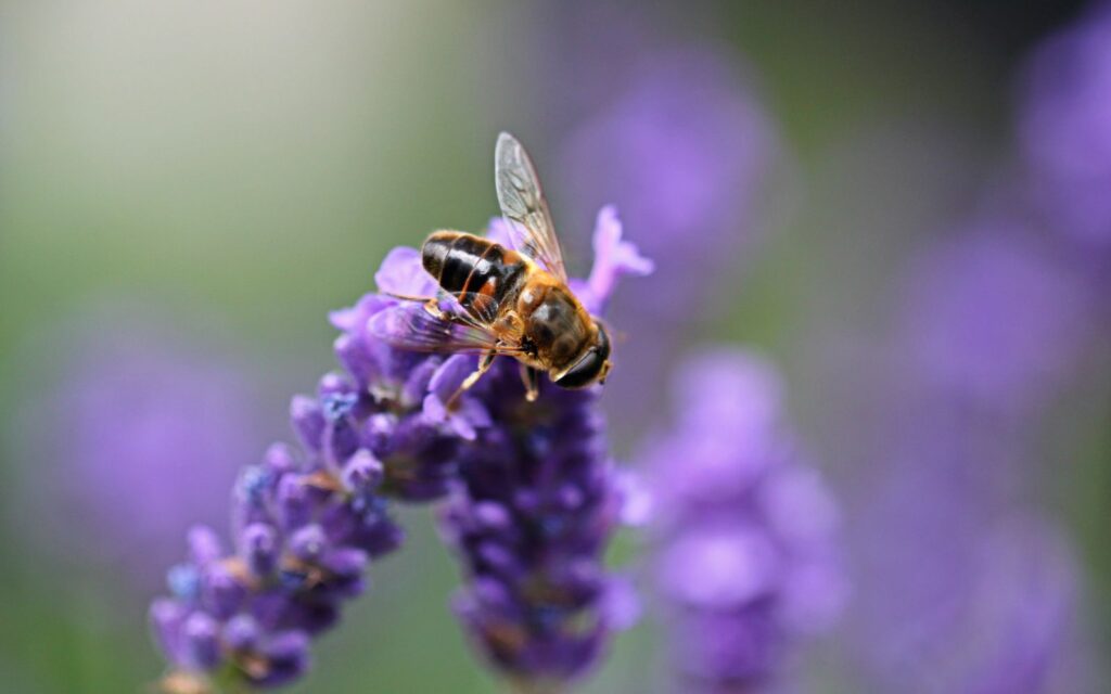 Bee feeding on lavender