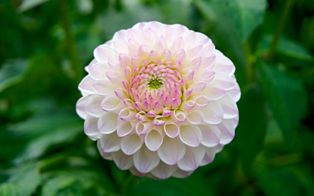 Pink and white dahlia for cutting