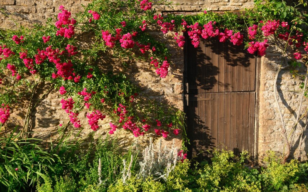 Pink climbing roses framing a rustic doorway