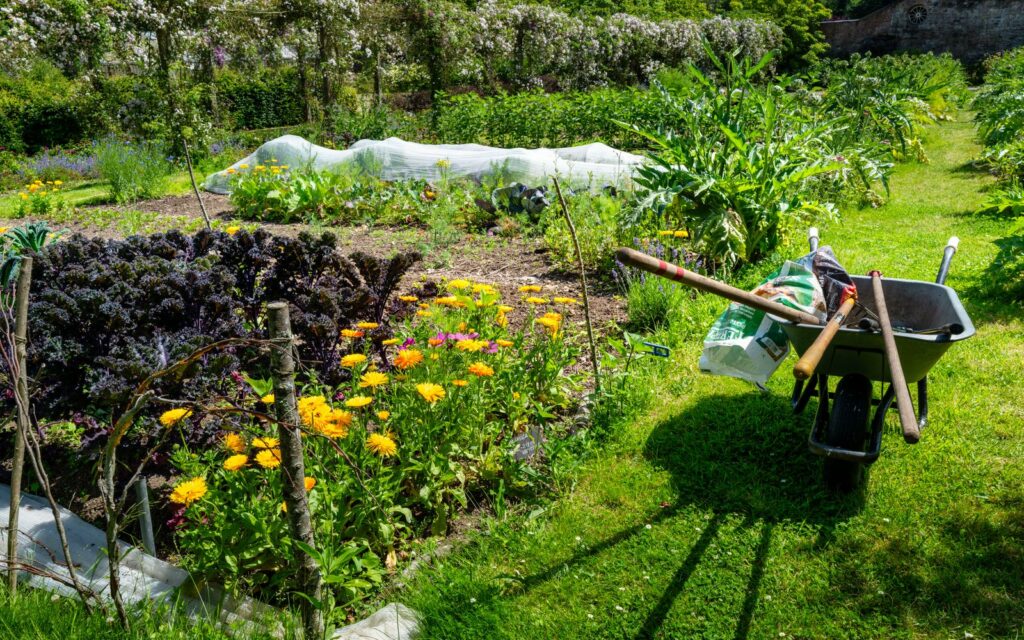 Kitchen garden mixing flowers and vegetables