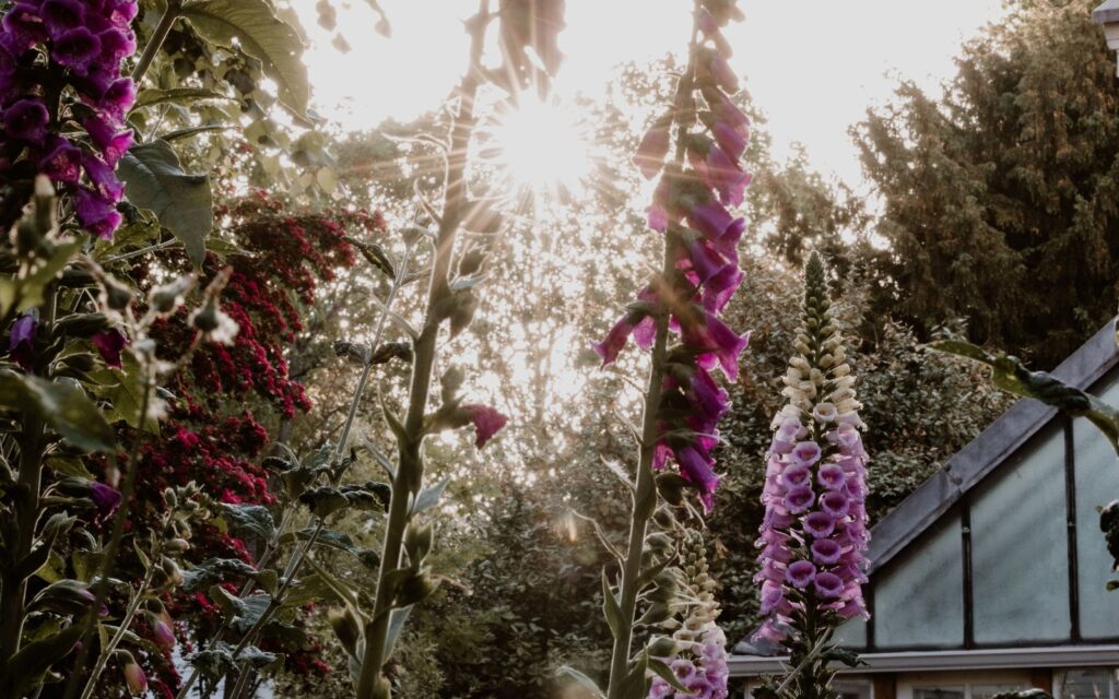 Tall foxgloves flowering in front of a cottage