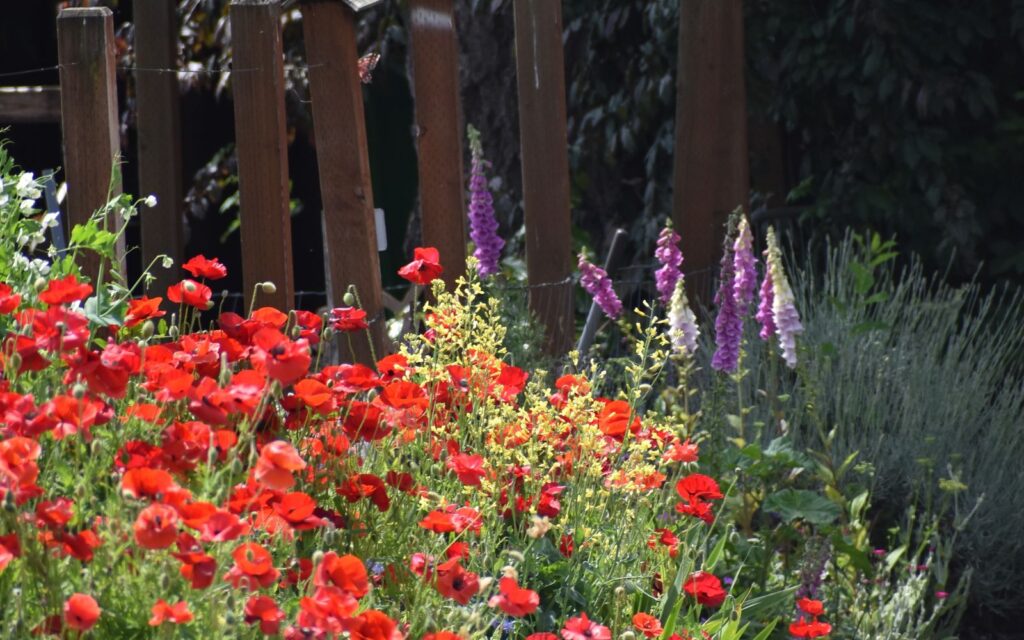 Poppies self-seeded beside a garden path