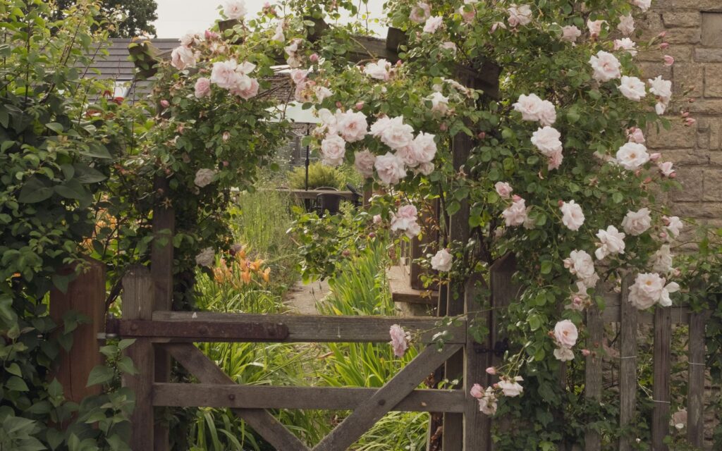 Garden gate covered in climbing roses
