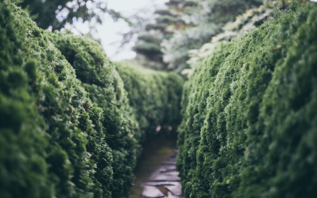 Garden path between tall green hedges