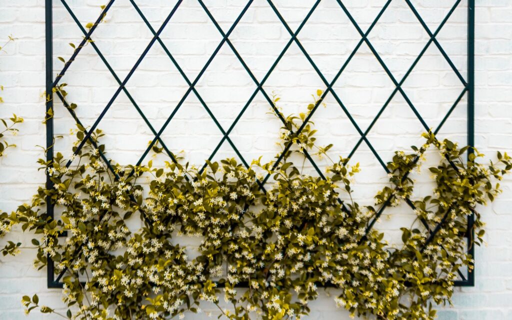 Trellis screen with flowering climbers against a wall