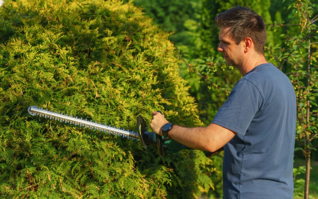 Trimming a tall garden hedge