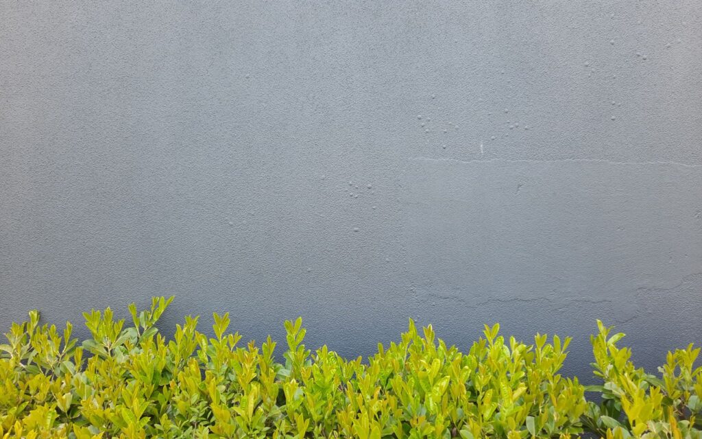 Dense green hedge against a garden wall