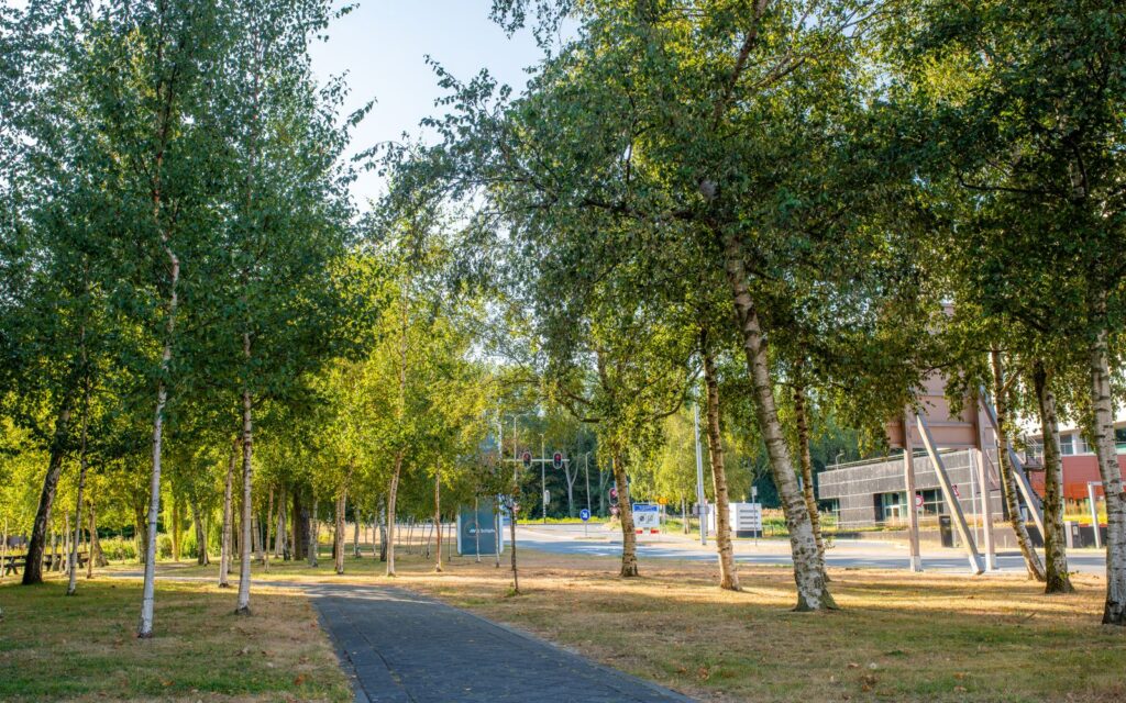 Birch trees with light airy canopies