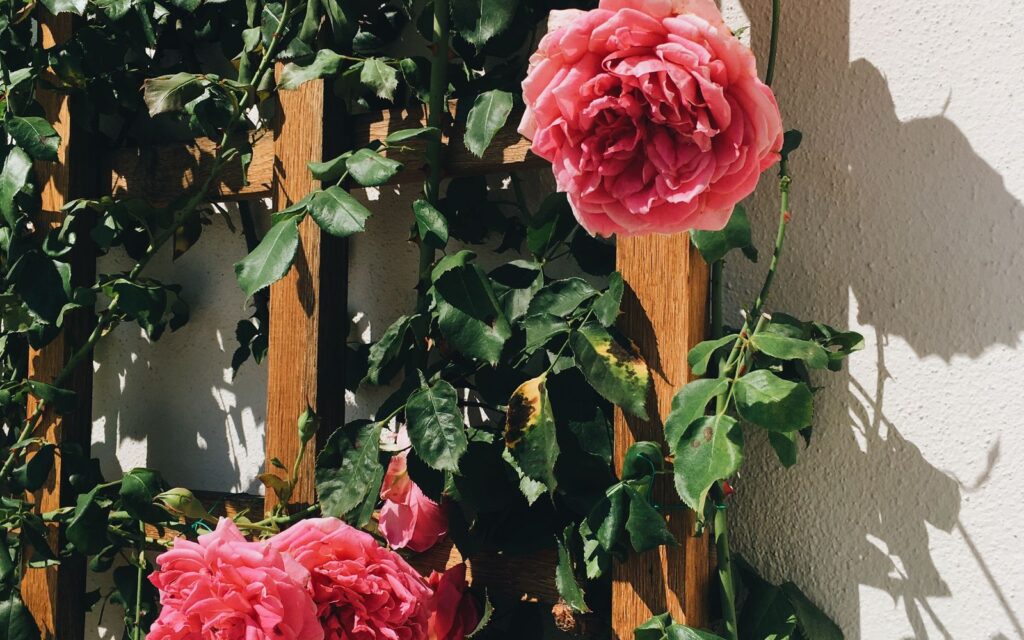 Pink climbing roses on a garden trellis