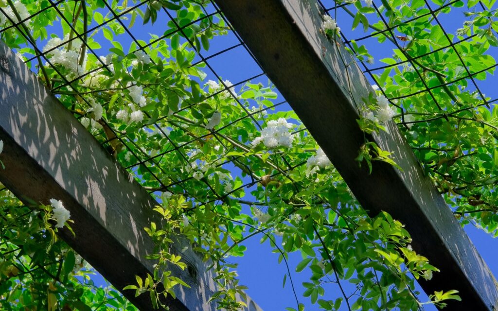 Timber pergola covered in climbing plants