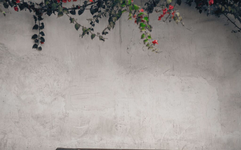 Wooden benches beneath flowering bougainvillea