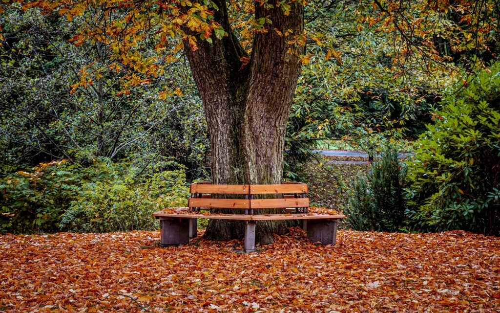 Wooden bench beneath a shady tree