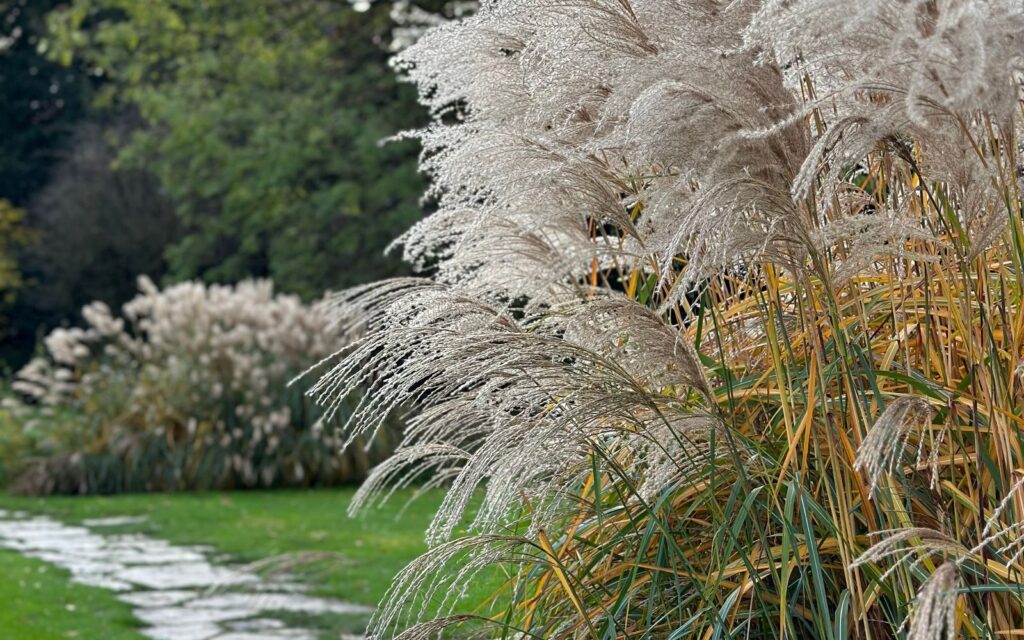 Stone path through a low maintenance garden with ornamental grasses