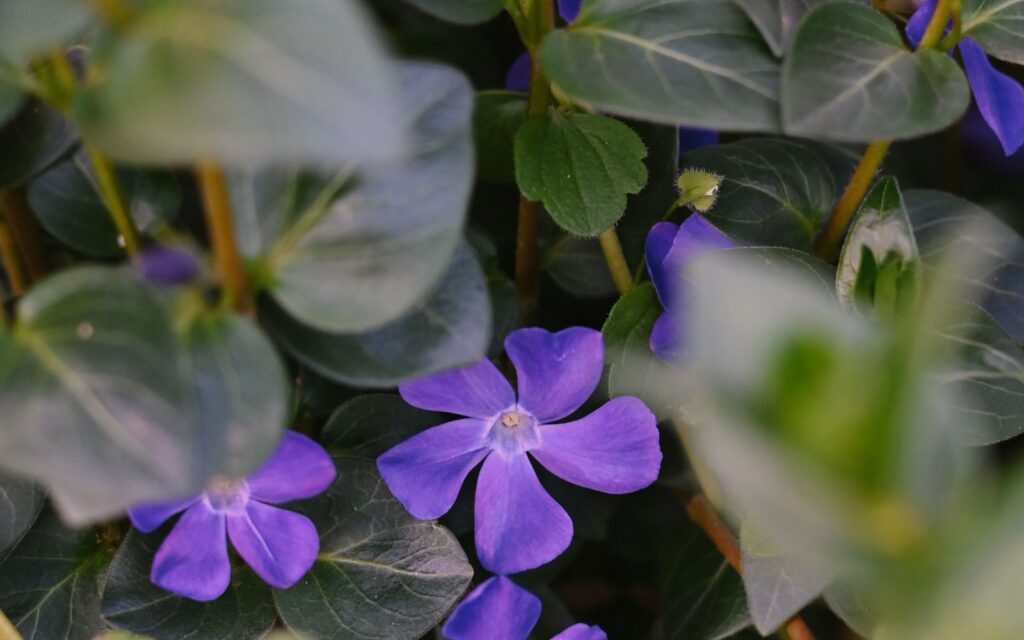 Periwinkle ground cover flowering among green foliage