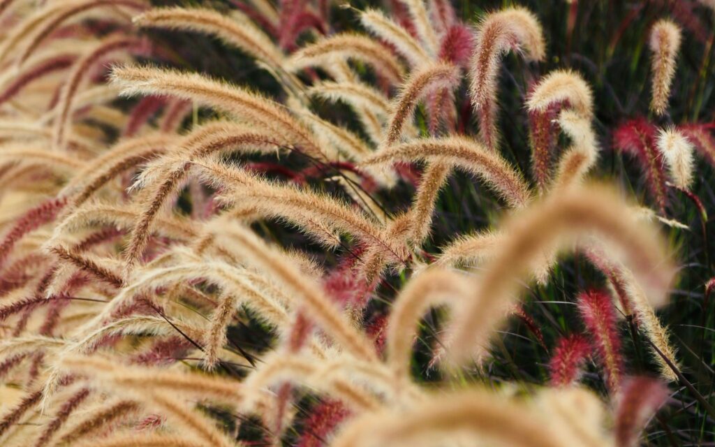 Ornamental grasses swaying in a garden border