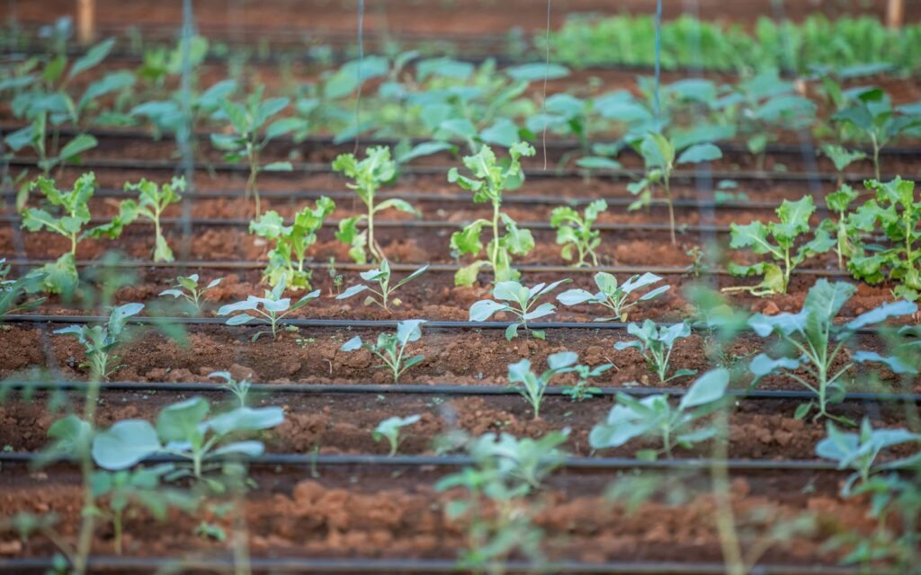 Young plants watered by a drip irrigation system