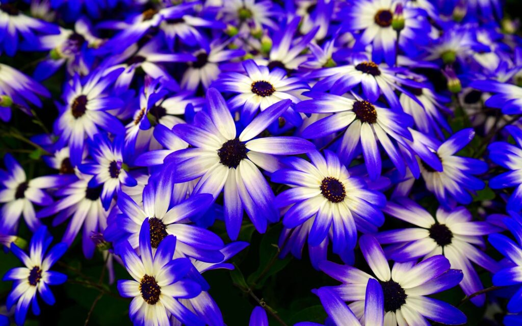 Blue and white flowers in a garden