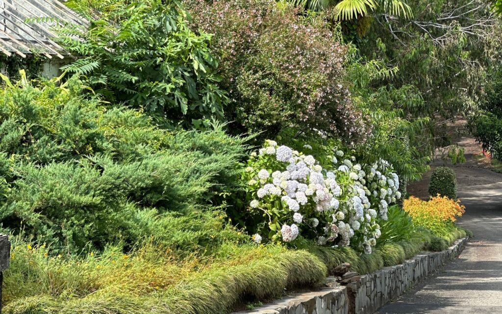 Garden path winding between lush planting