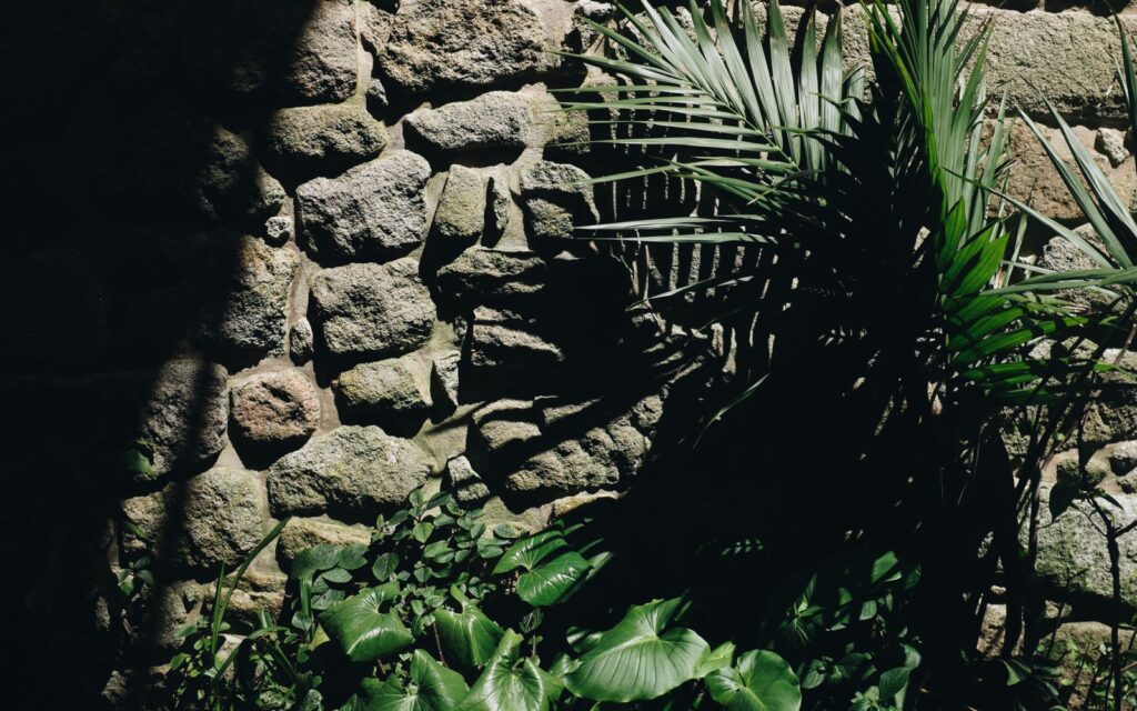 Large leaved plants casting shadows on a stone wall