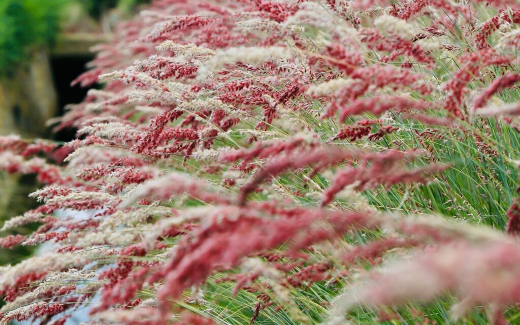 Airy ornamental grasses in a summer garden