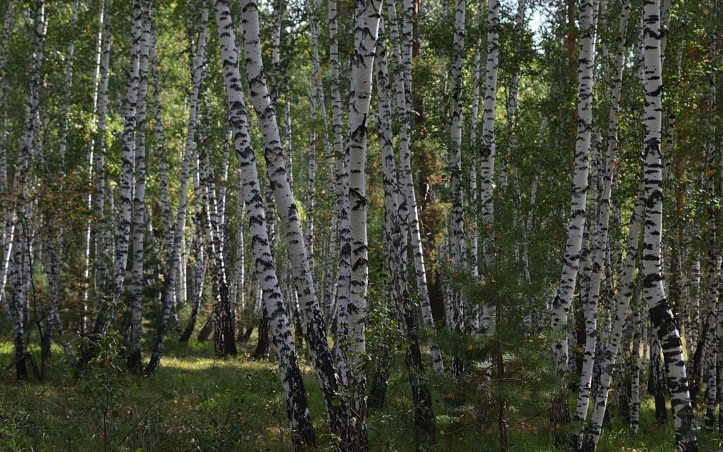 Sunlight through a birch forest