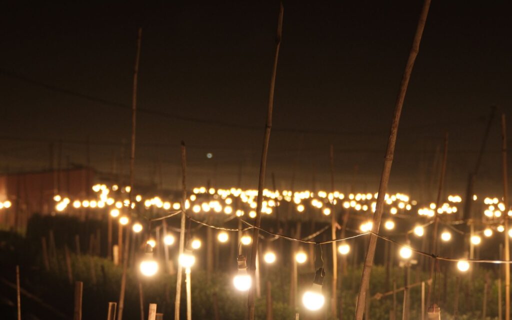 Garden lit by string lights at night