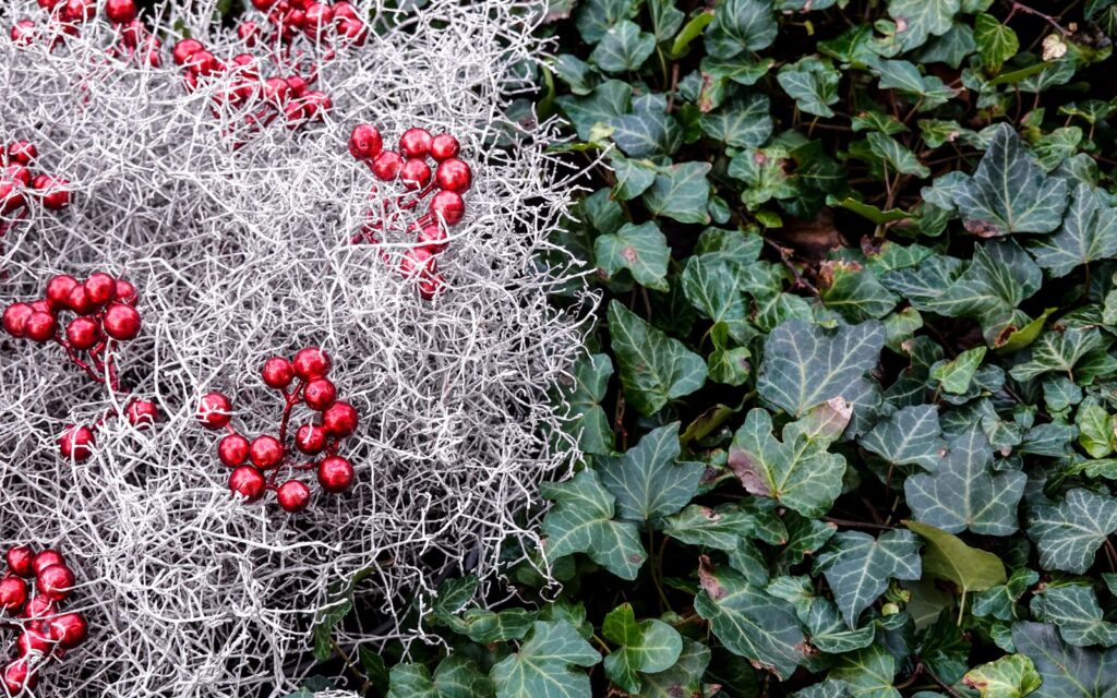 Red berries and evergreen foliage in a winter garden
