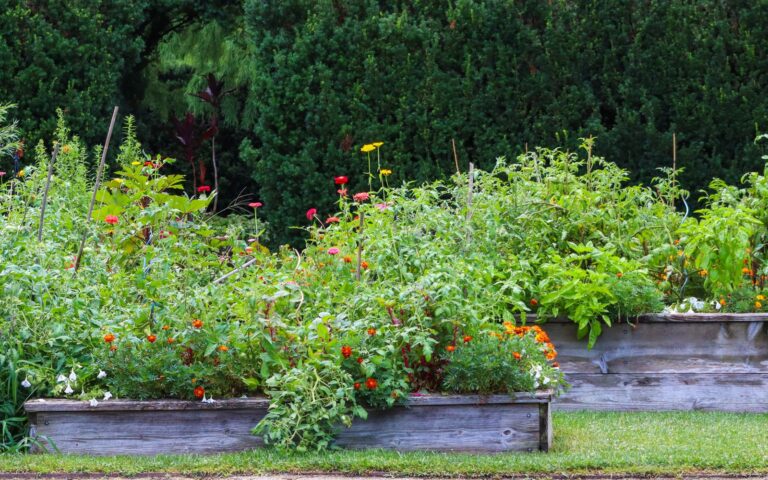 Raised garden beds full of vegetables and flowers