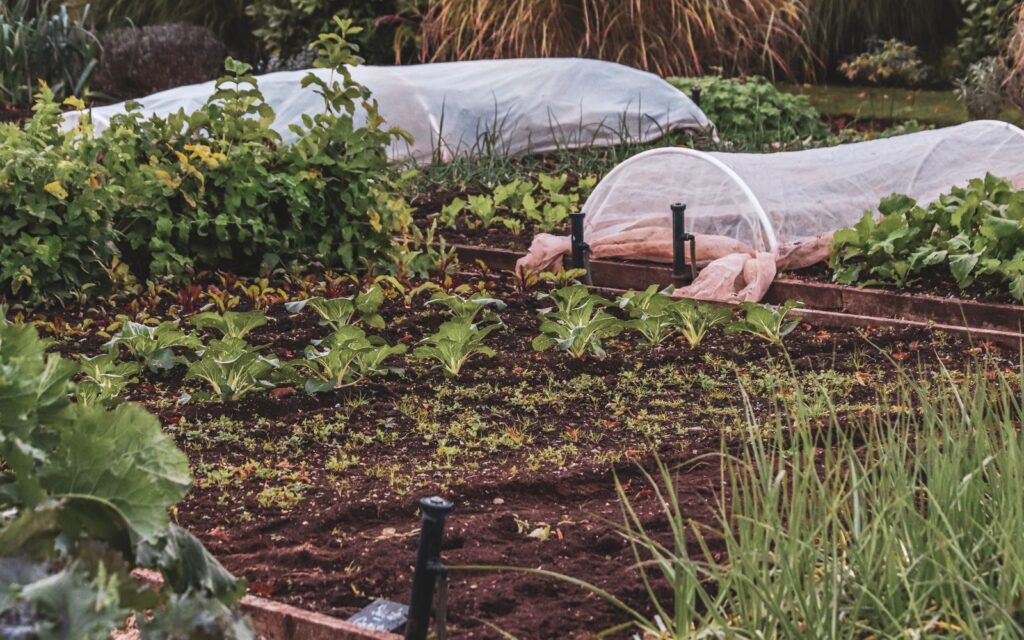 Vegetable beds with protective covers