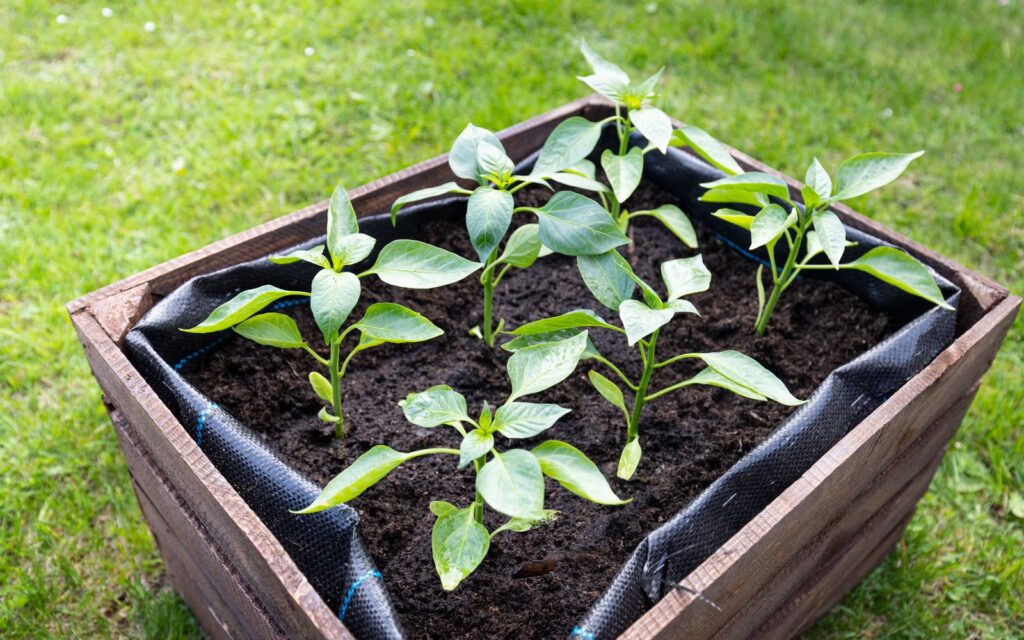Pepper plants growing in a narrow wooden bed