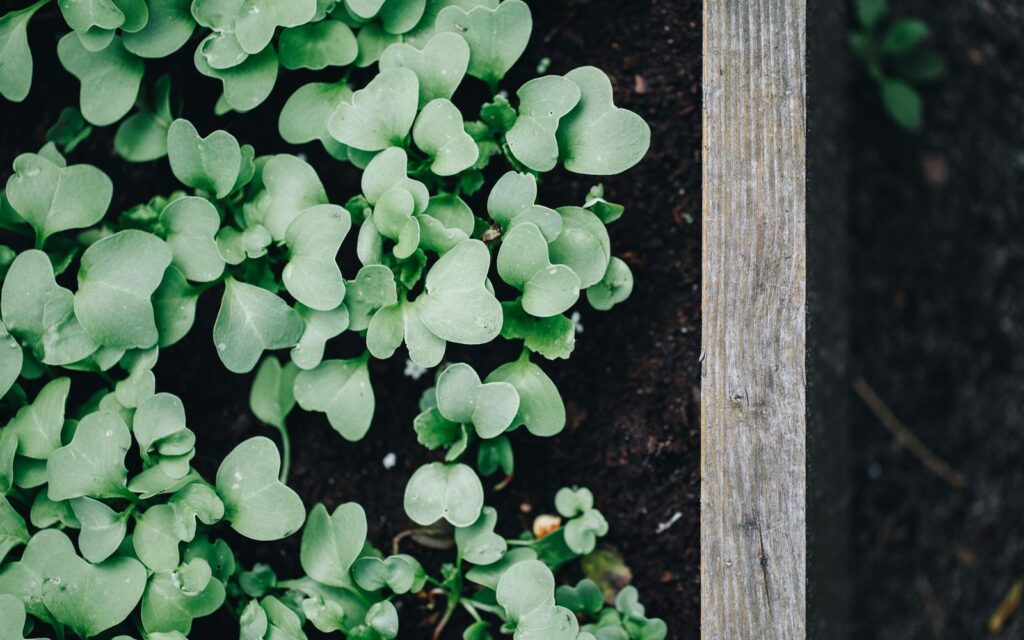 Seedlings planted in a neat grid in a wooden bed