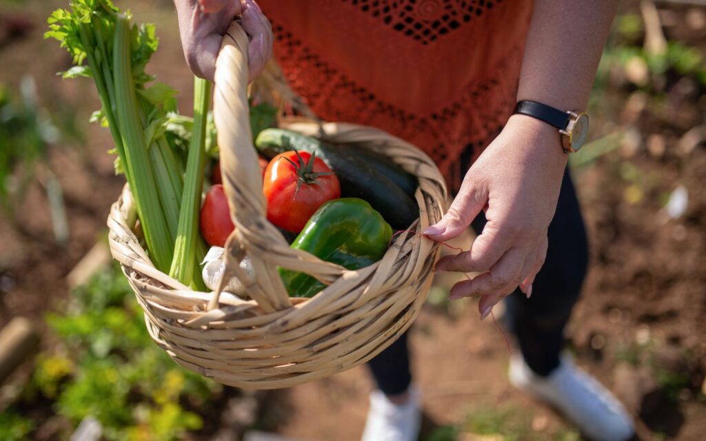 Basket of freshly harvested vegetables