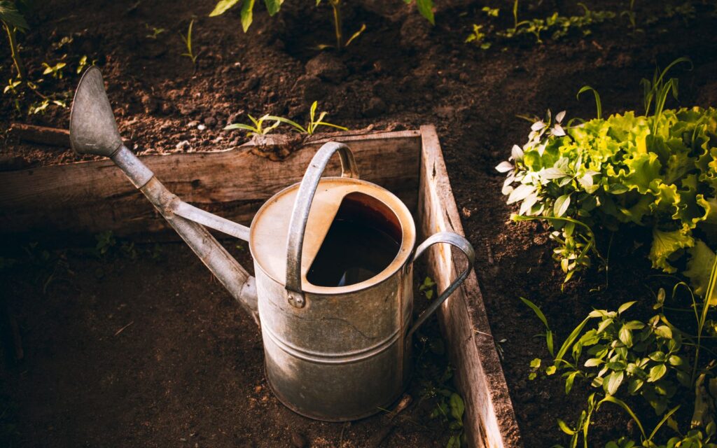 Watering can beside lettuce in a raised bed