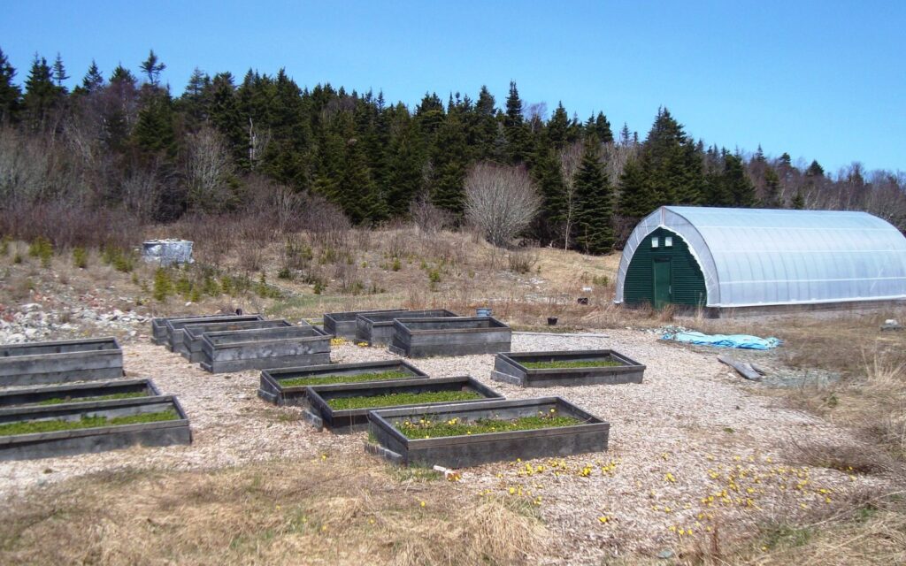 Timber raised beds beside a polytunnel