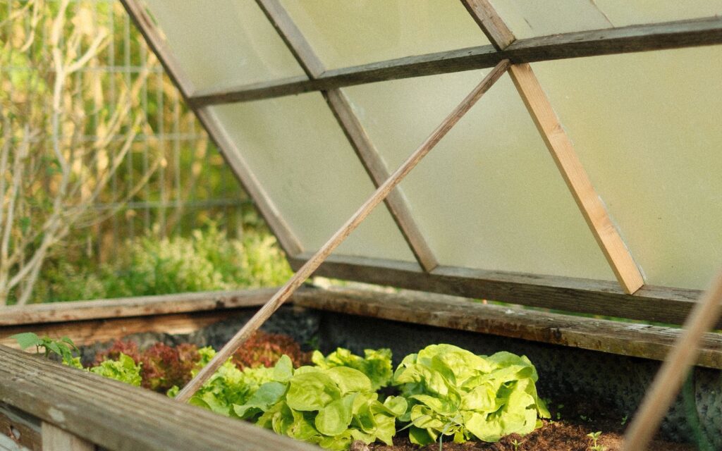 Lettuce growing in a wooden raised bed