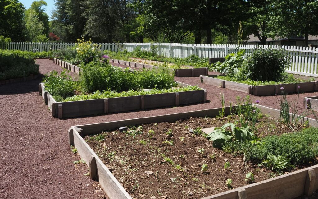 Raised beds in a sunny vegetable garden