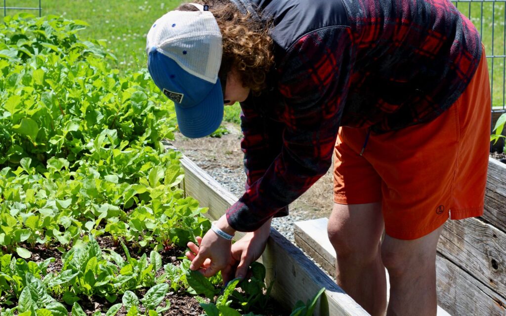 Gardener tending vegetables in a raised bed