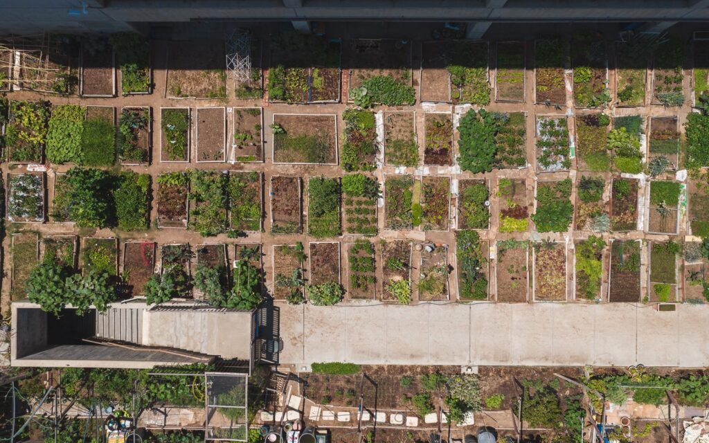 Aerial view of vegetable beds and paths