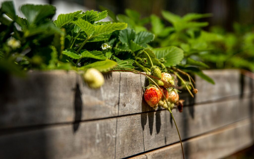 Strawberries spilling over the edge of a garden bed