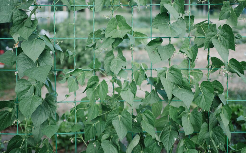 Bean plants climbing a garden trellis