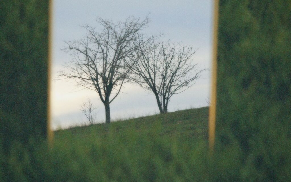 Mirror on the grass reflecting trees